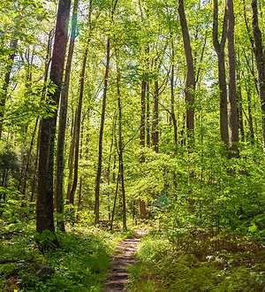 About Counselling. woodland path with greenery3