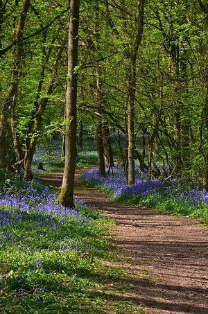 woodland path bluebells