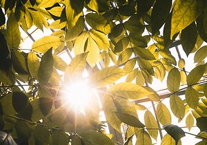 Crisis Resources. sunlight through leaves